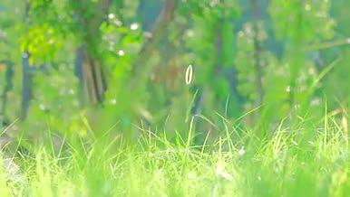 唯美逆光空镜草丛小草植物系列4k视频的预览图